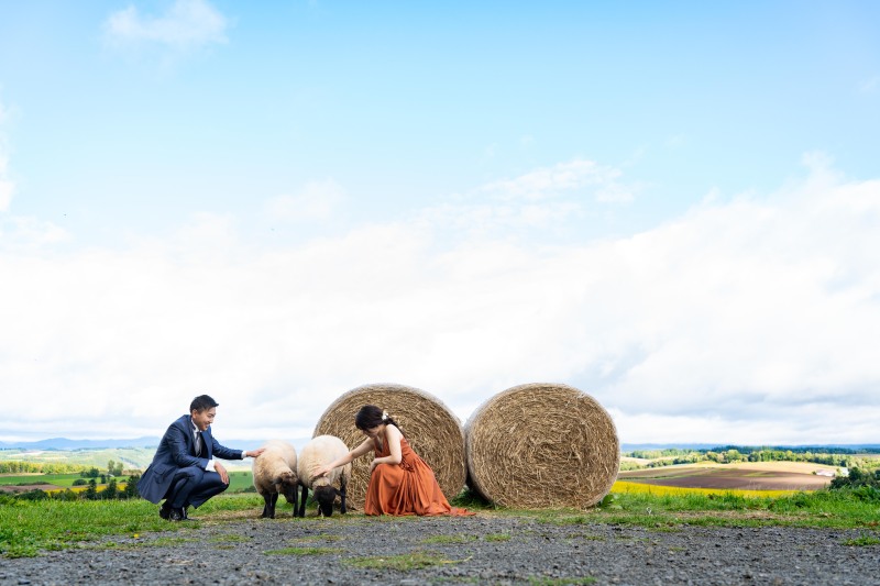 羊さんと戯れながらの撮影ができます