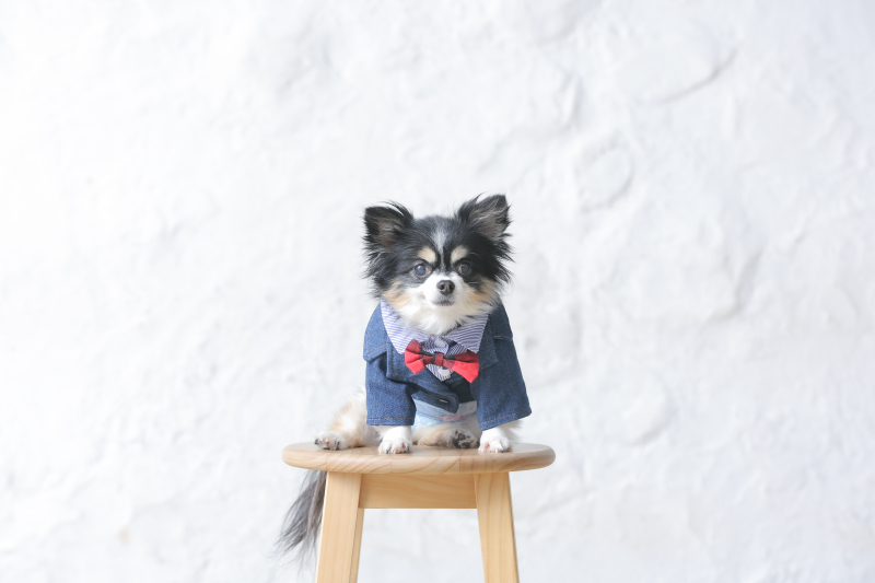 洋装ハウススタジオ