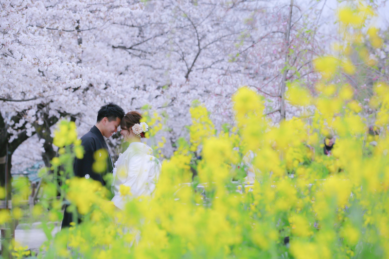 桜ロケーション