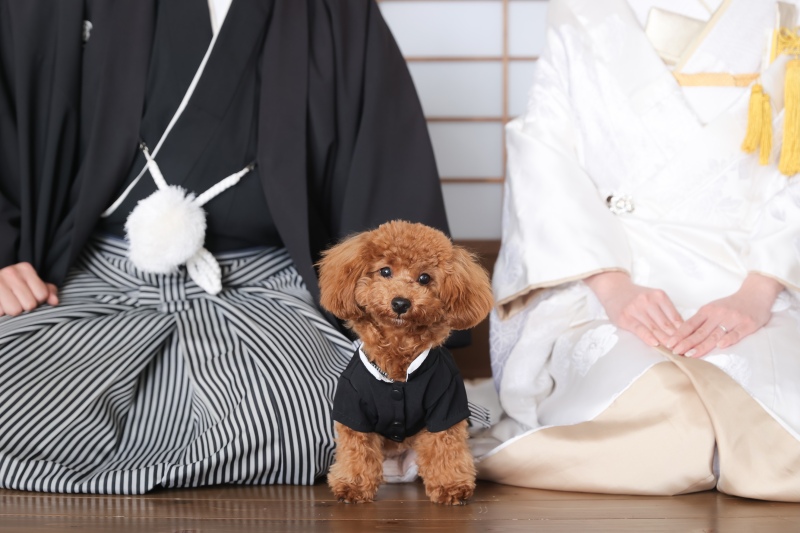 ワンちゃんもソロ