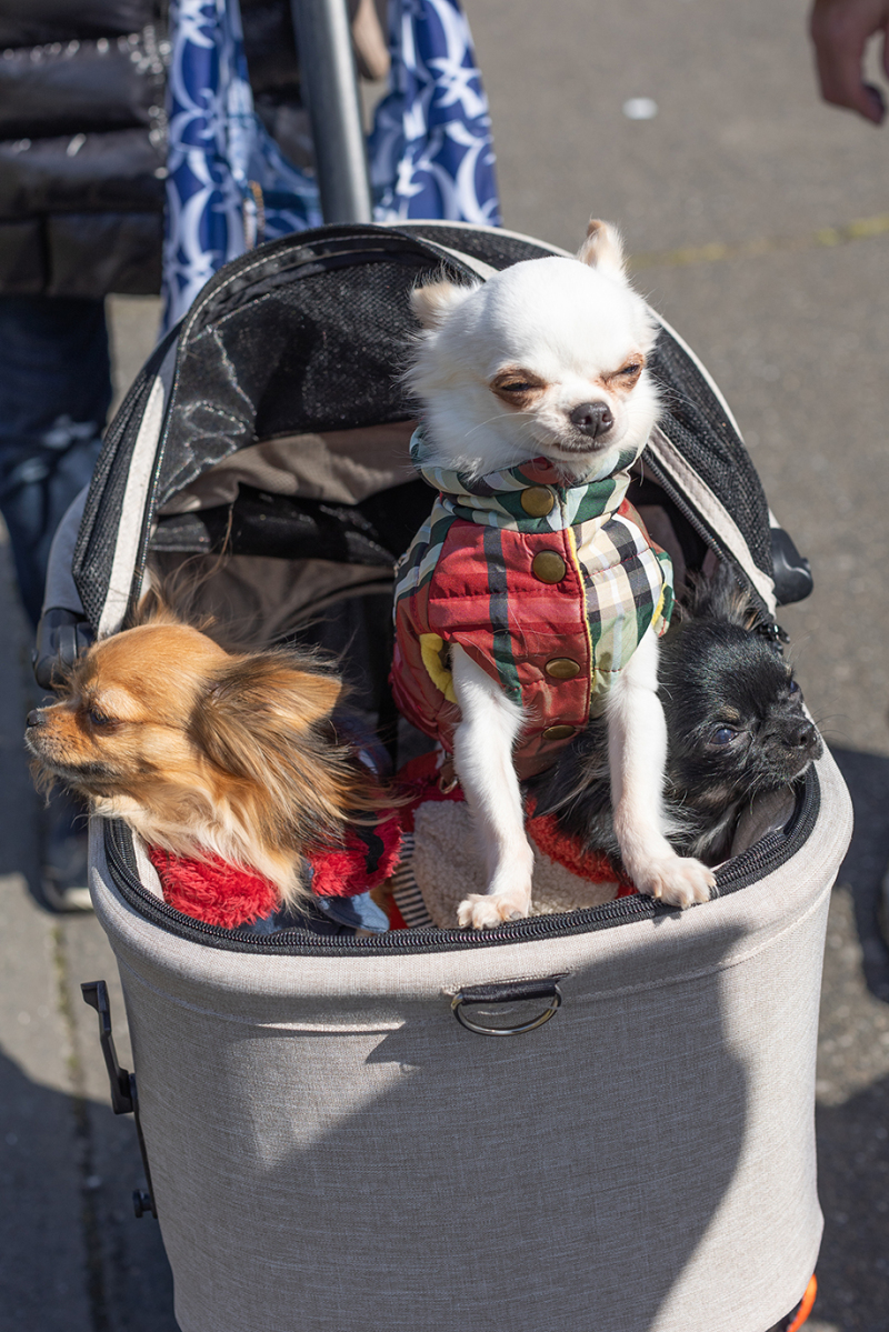 ちいさなモデルさん達