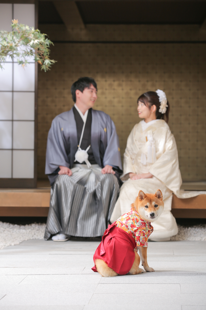 柴犬×白無垢×レース打掛