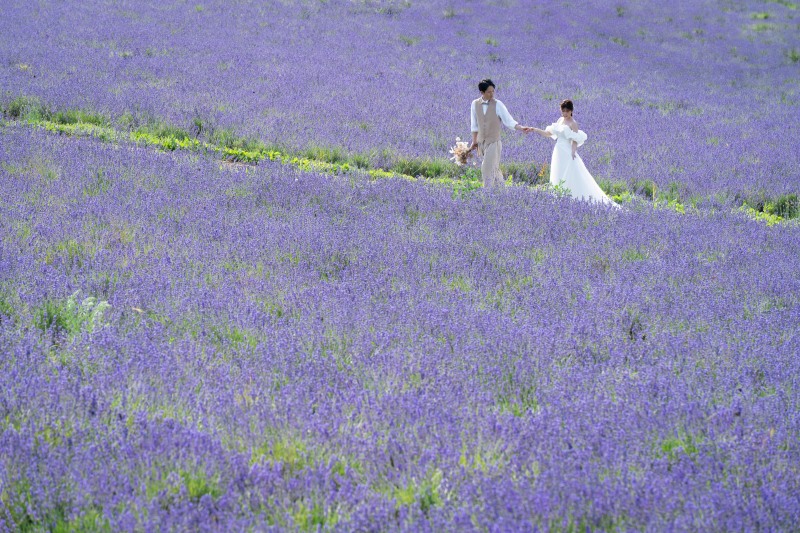 一面のラベンダー