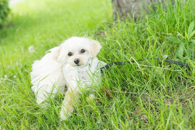 可愛らしいソロカット