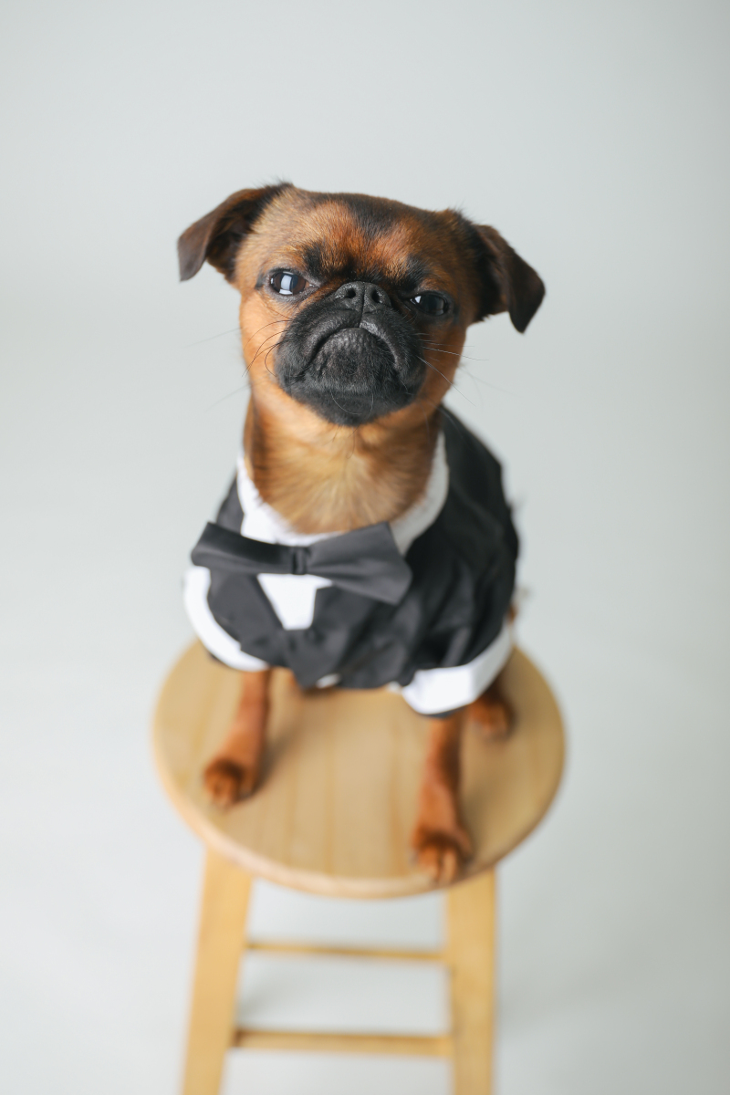 ワンちゃんソロも！