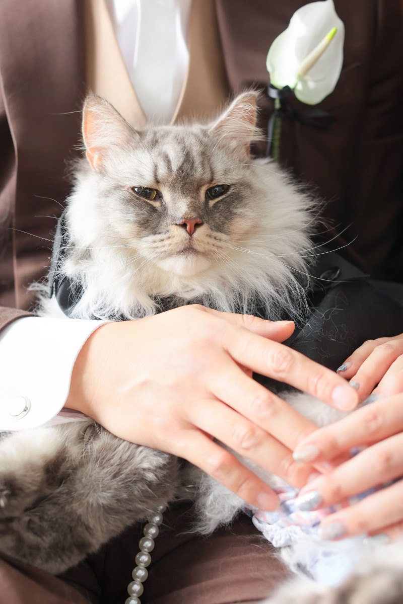 ねこちゃんソロショットも!