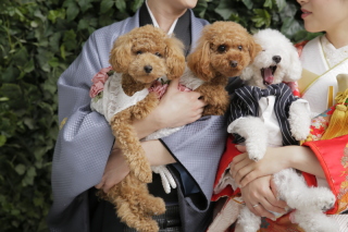 和装前撮りとトイプードル