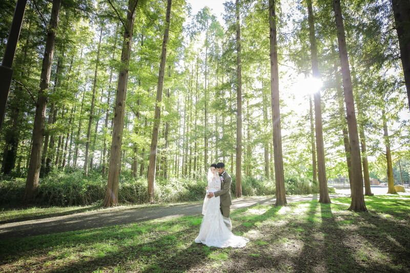 メタセコイアの森