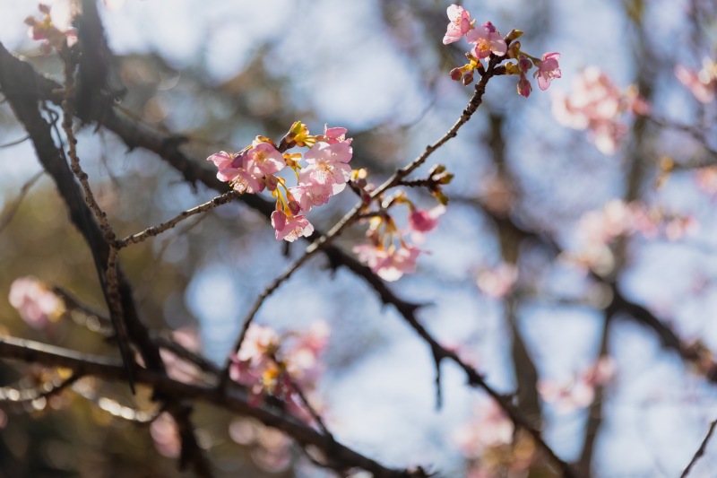 2月中旬・富士宮