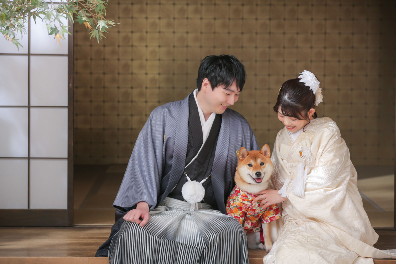 柴犬×白無垢×レース打掛