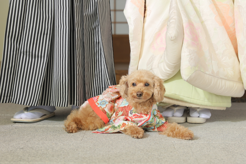 小さなモデルさん