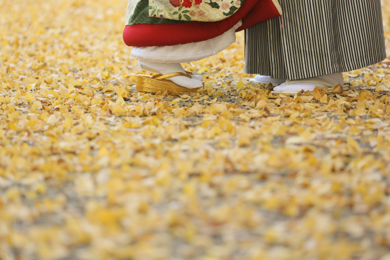 イチョウの絨毯で