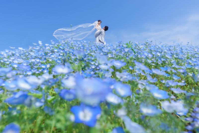 空とネモフィラの間に