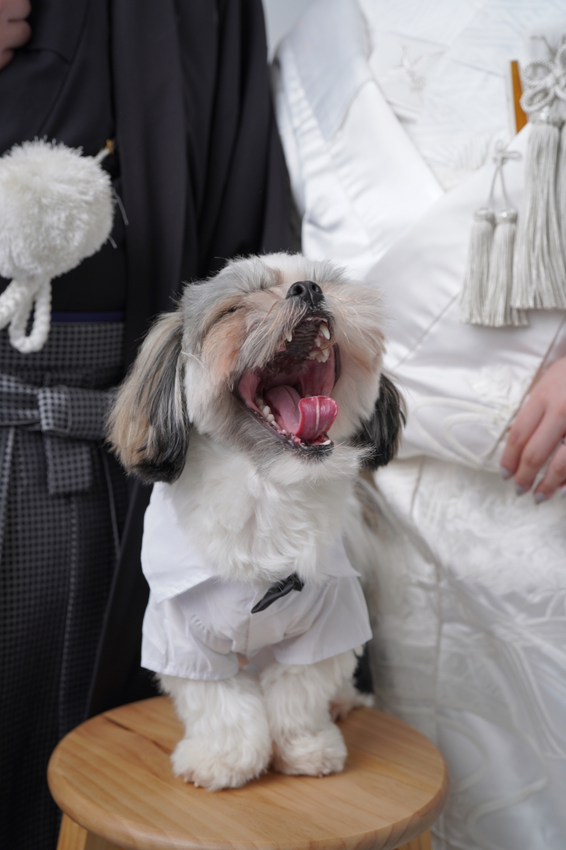 愛犬のご登場！