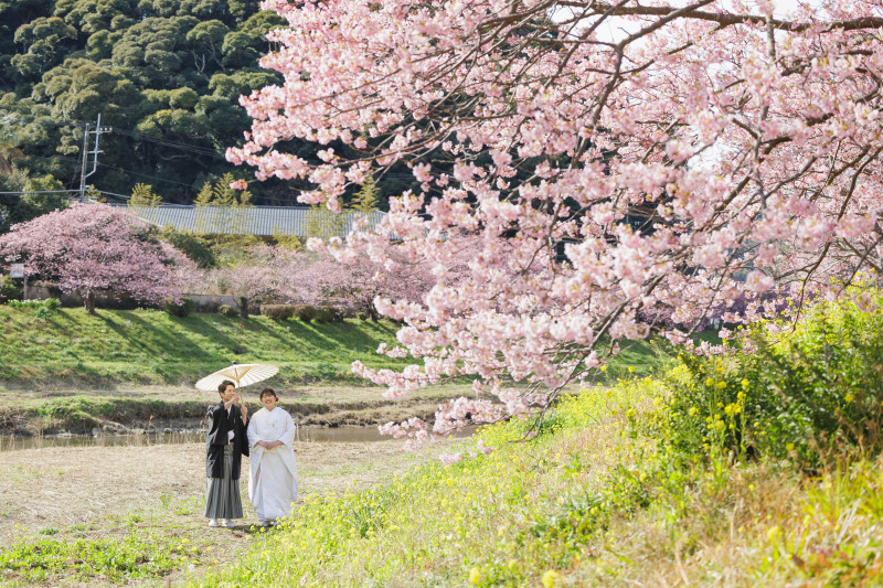 南伊豆の河津桜並木で