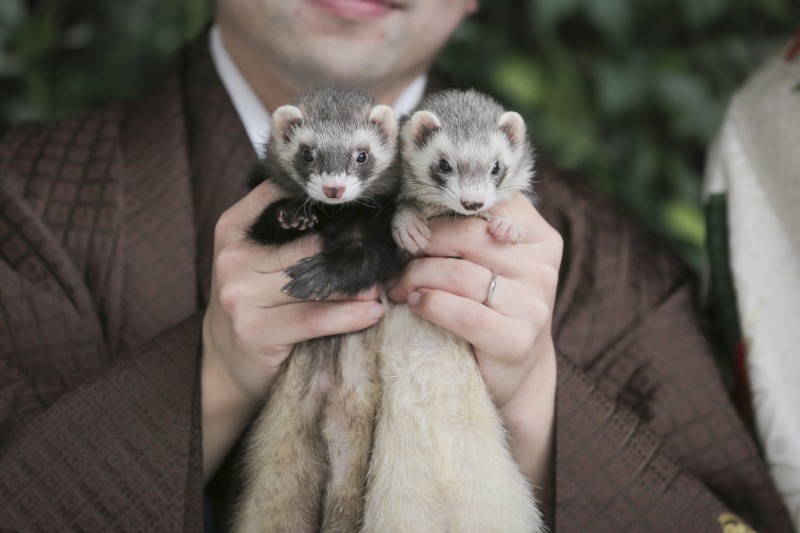 フェレットさん