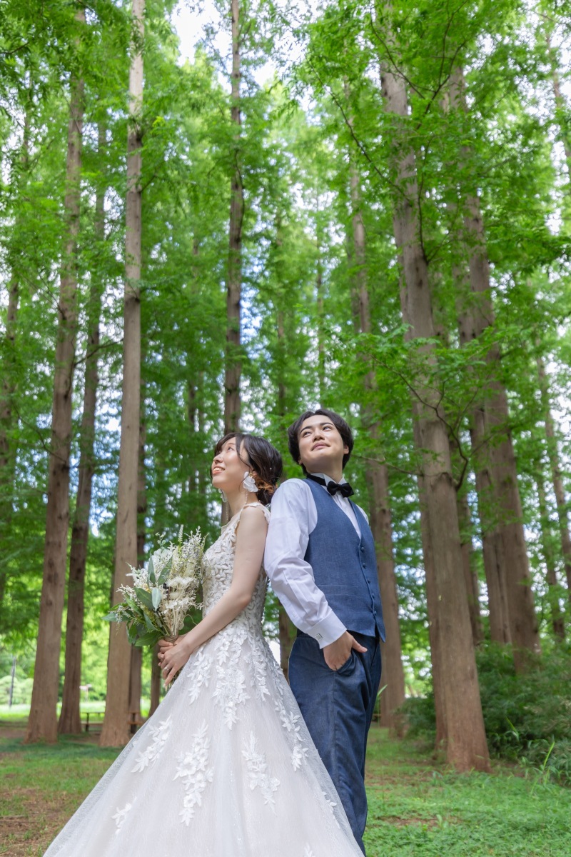 メタセコイヤの木