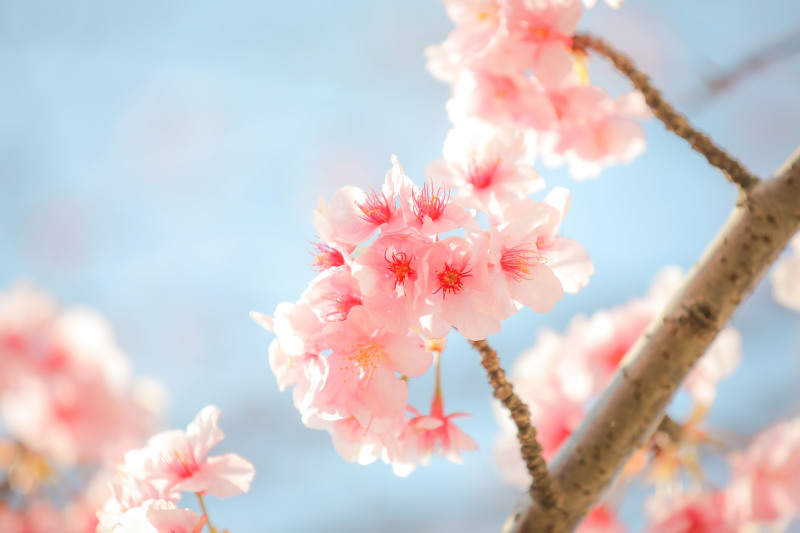 河津桜+屋内庭園プラン