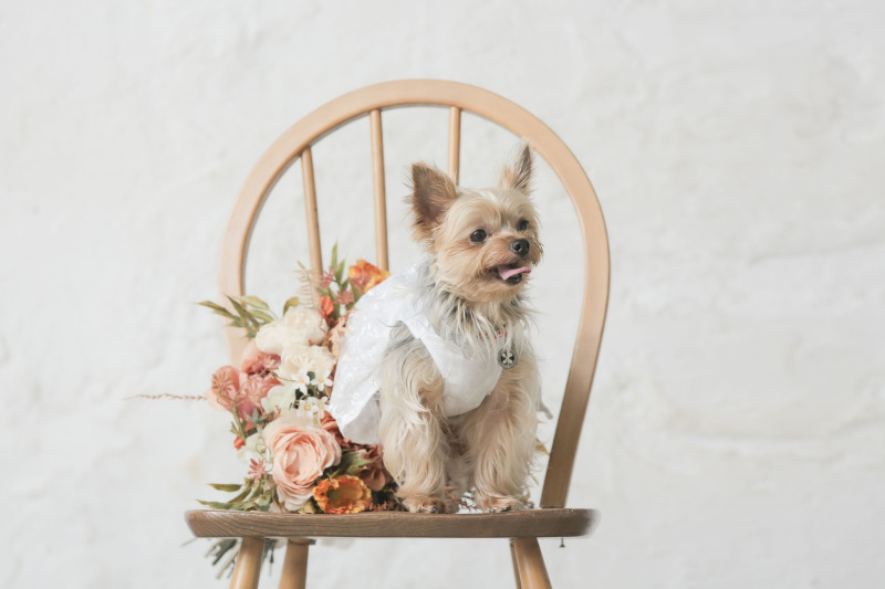 ワンちゃんソロショット