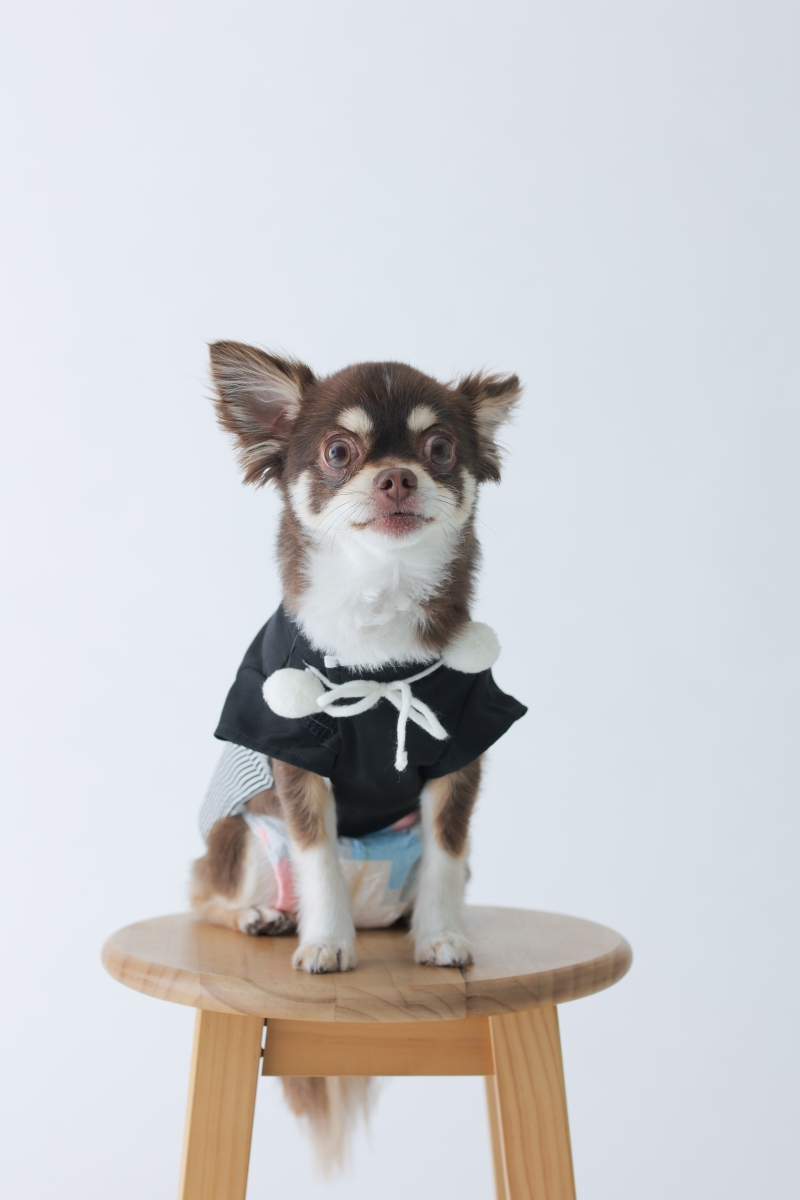 ワンちゃんも！