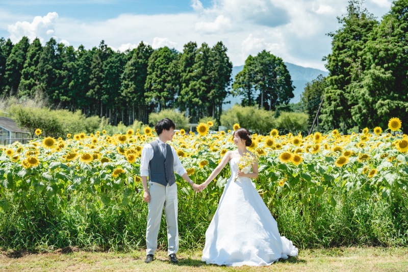 【富士ロケーション】白糸自然公園でひまわりと