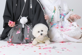 ワンちゃんと一緒に和装撮影