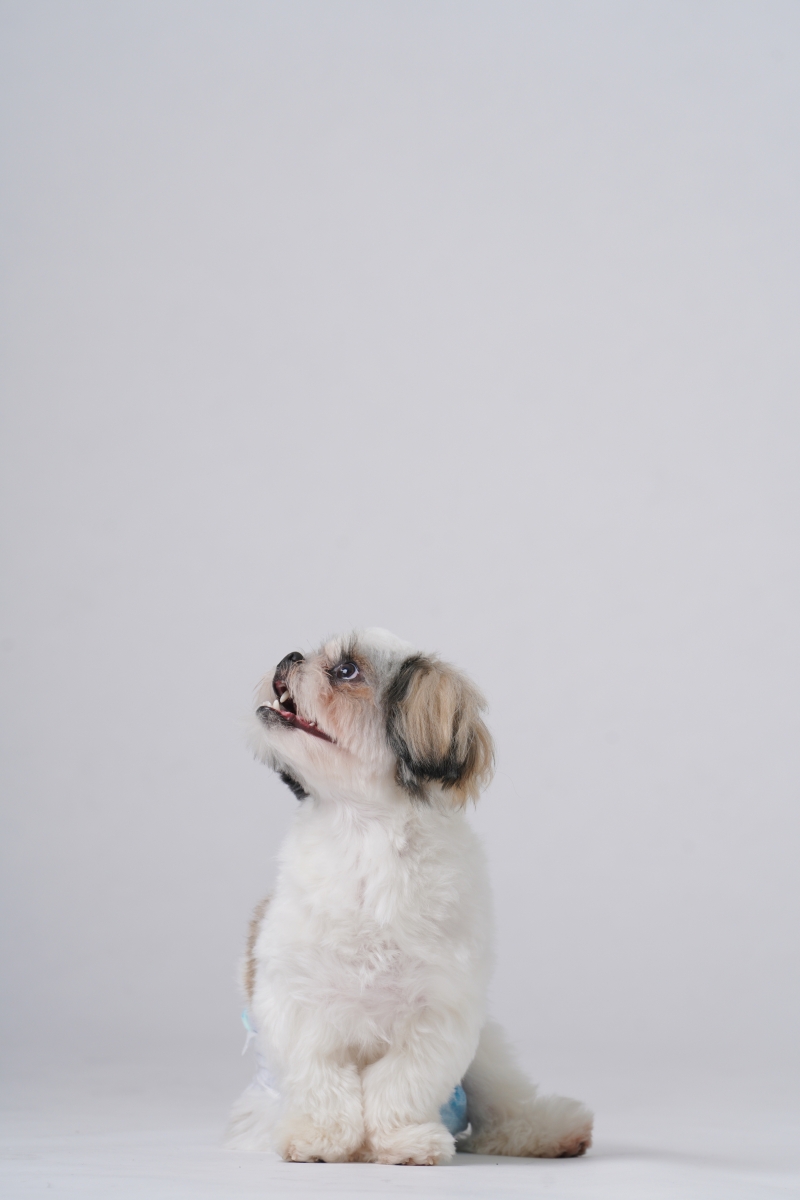 ワンちゃんソロカット！