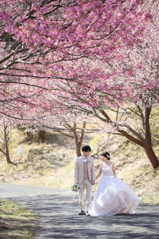 【期間限定】伊豆・河津桜ロケーション