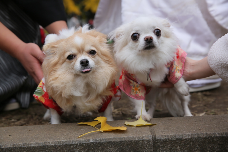 ご家族＆愛犬に見守られながら