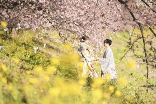 伊豆にて2月に河津桜のご案内が可能です！