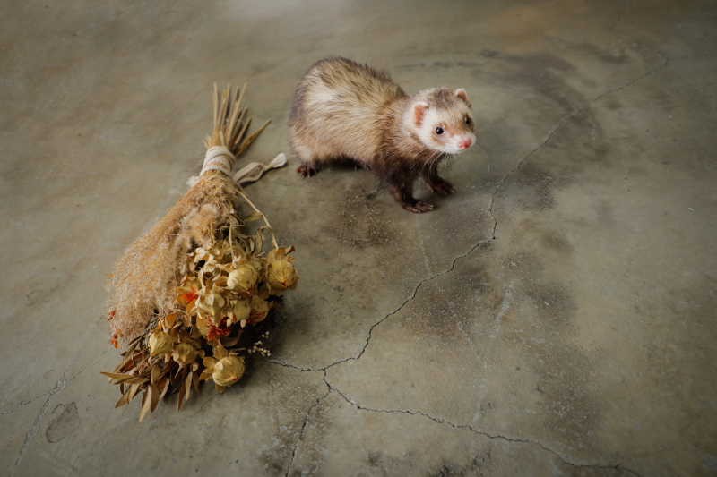 フェレットちゃんご来店！