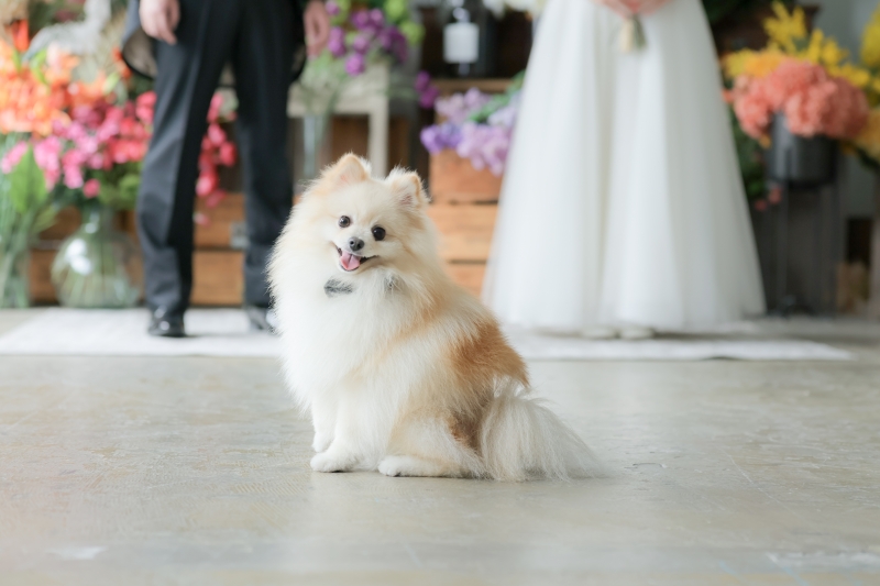 かわいいワンチャンも