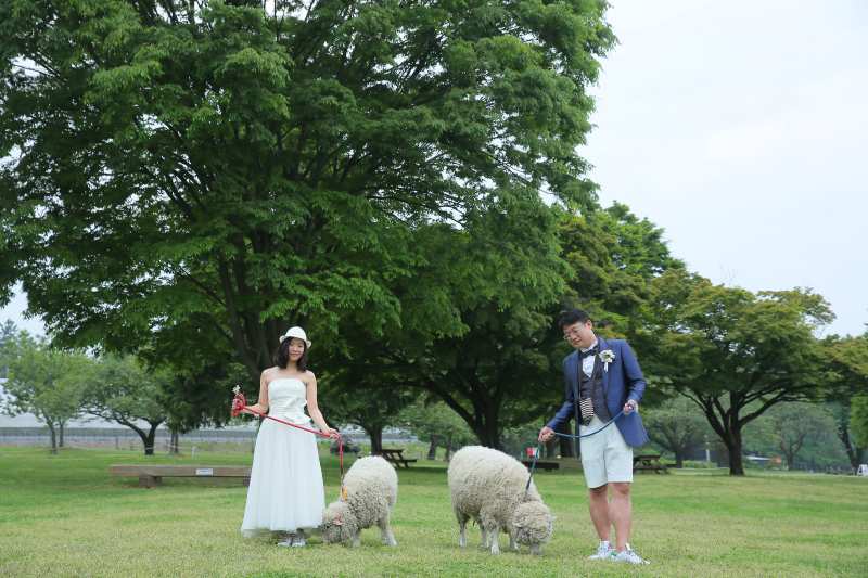 羊と散歩タイム