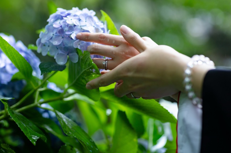 紫陽花と