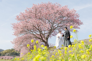 南伊豆の河津桜×ペリーロードを巡る！