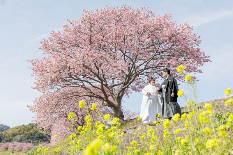 南伊豆の河津桜×ペリーロードを巡る!