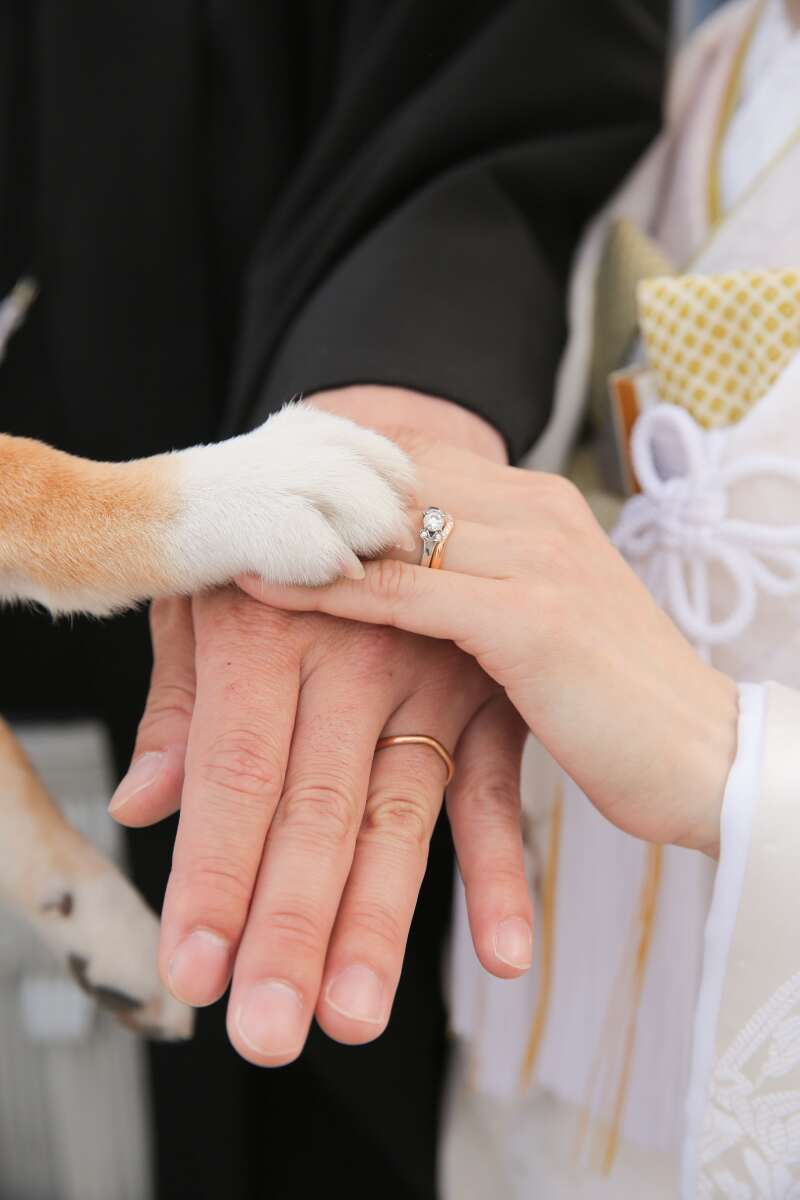 再びワンちゃんと一緒に