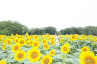 ひまわりに囲まれて