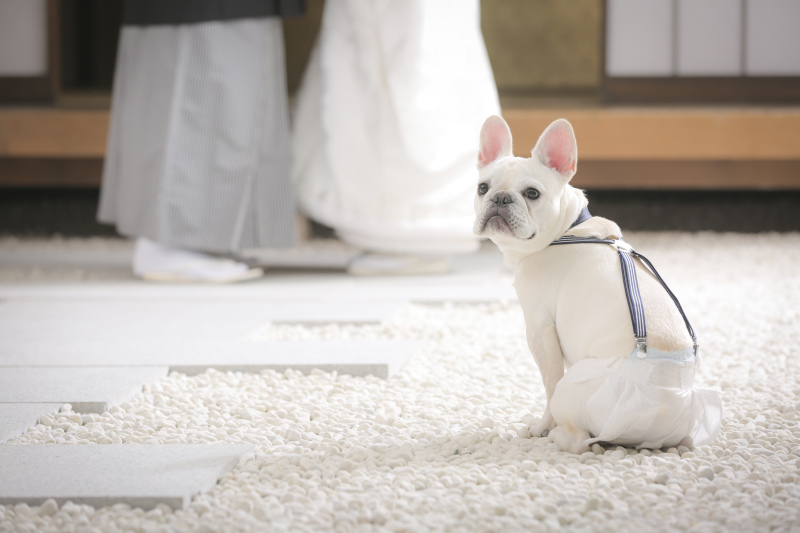 ペットと前撮り