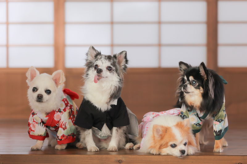 多頭飼いも、対応可能です！