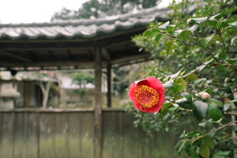 鎌倉 浄智寺ロケーション