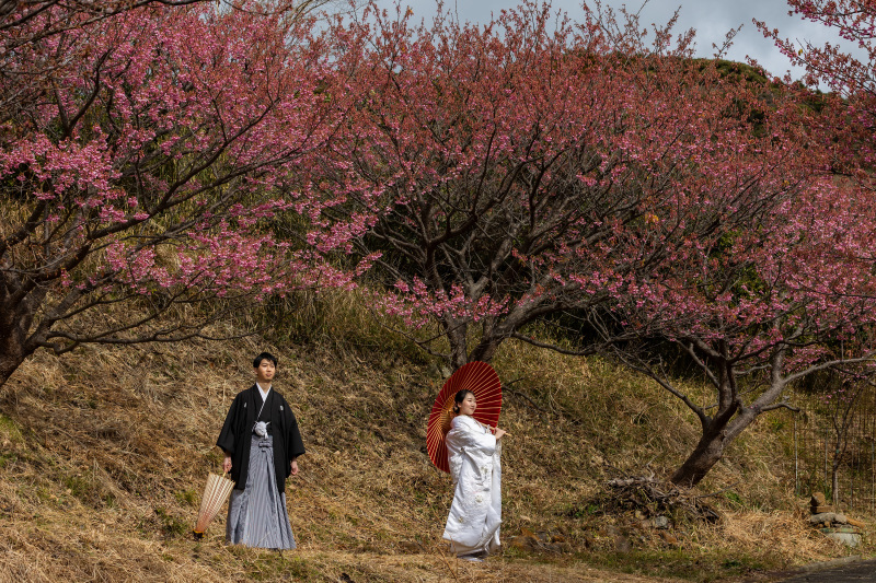 濃いめのピンク