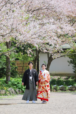 桜日和photo by谷澤明美