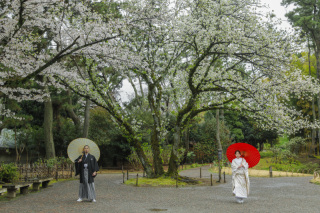 桜満開【三渓園】