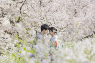 【桜に囲まれて】和装ロケーション