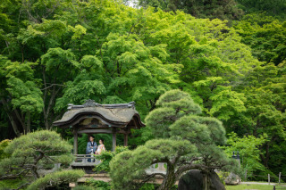 新緑の緑萌える三渓園