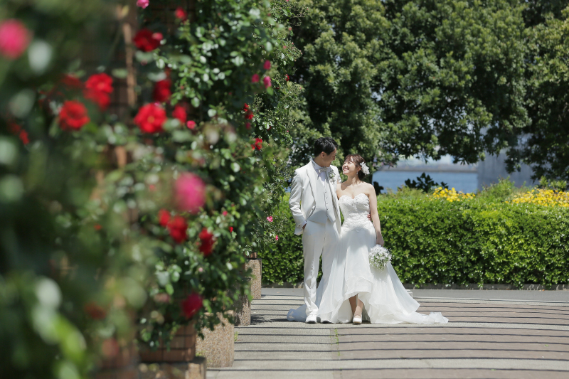 バラが見頃です