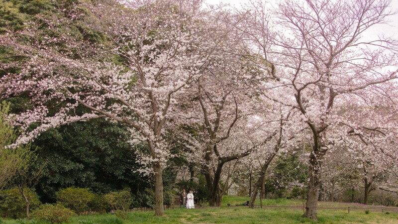 桜の咲いた三溪園ショット!