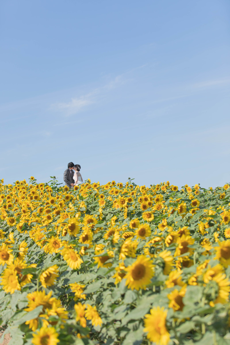 9月にも関わらず、ひまわり畑が、、！！