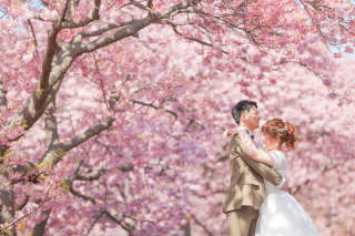 桜の季節　photo by 谷澤明美